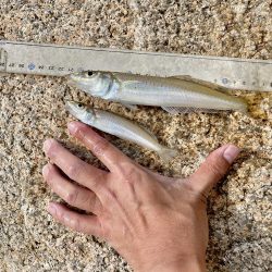 落ちギスを狙って大塩でキス釣り